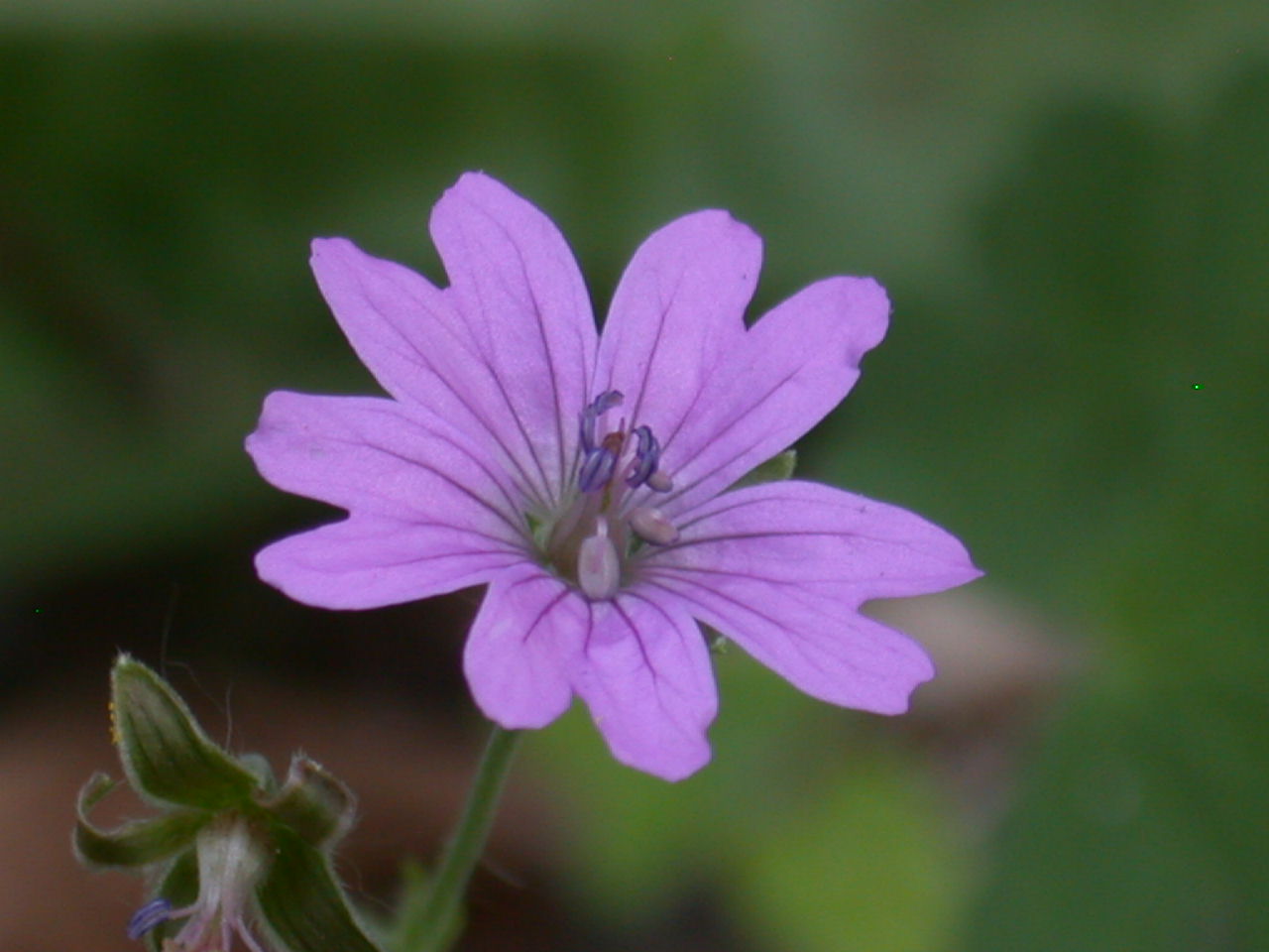 Geranium cfr. pyrenaicum